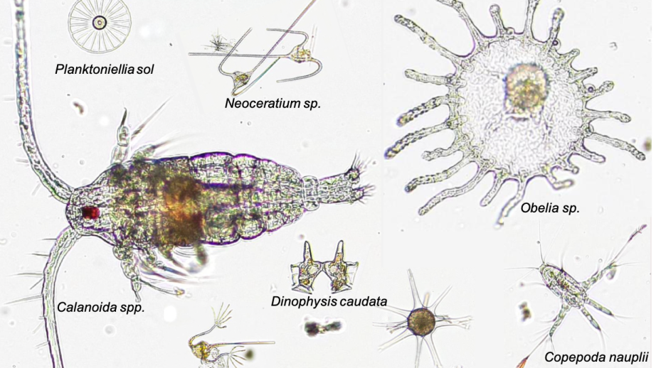 Images de différents organismes vues au microscope
