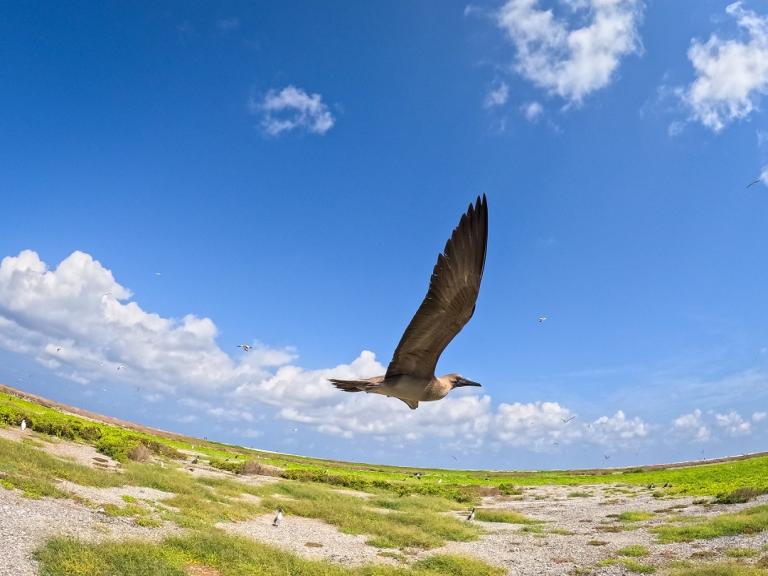 Oiseau en vol capturé en fish-eye